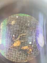 Acariformes