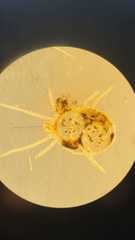 Acariformes