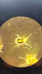 Acariformes
