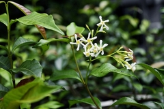 Trachelospermum lucidum