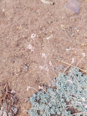 Eriogonum kennedyi austromontanum