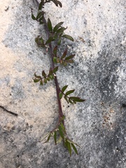 Indigofera mundiana