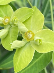 Euphorbia jolkinii