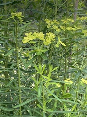 Euphorbia jolkinii