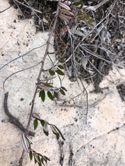 Indigofera mundiana