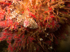 Clinus taurus