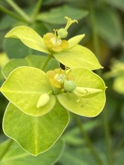 Euphorbia jolkinii