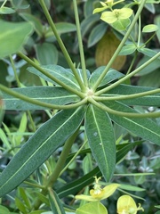 Euphorbia jolkinii