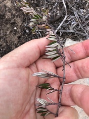 Indigofera mundiana