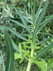 Euphorbia jolkinii