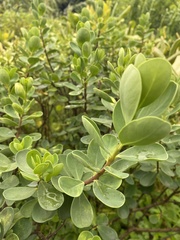 Wikstroemia retusa