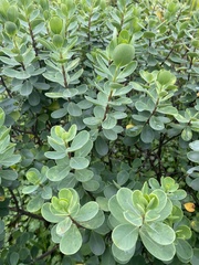 Wikstroemia retusa