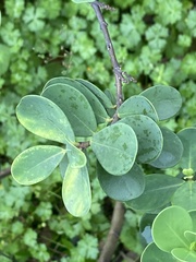 Wikstroemia retusa