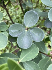 Wikstroemia retusa