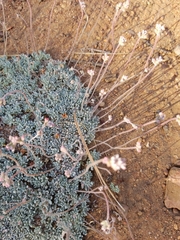 Eriogonum kennedyi austromontanum
