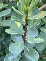 Wikstroemia retusa