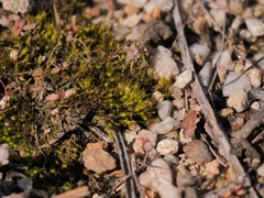 Pleuridium acuminatum