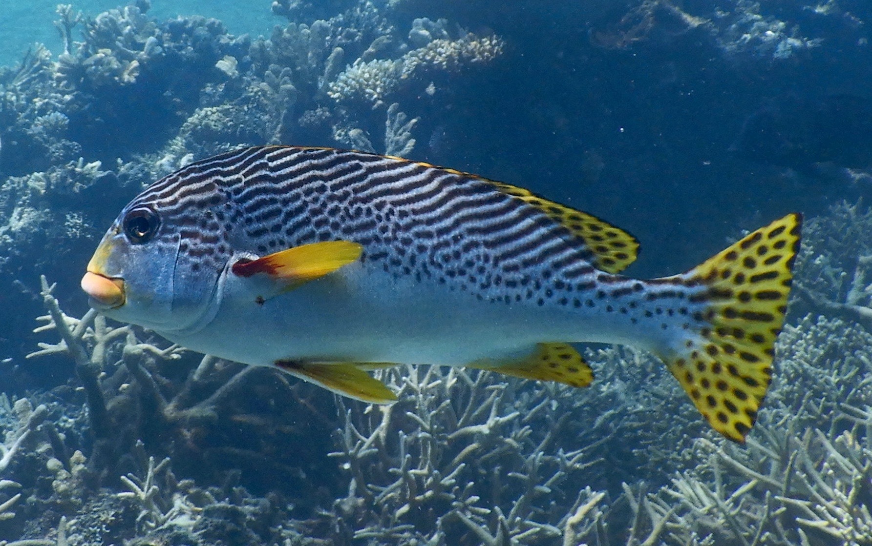 Plectorhinchus lineatus (Linnaeus, 1758)