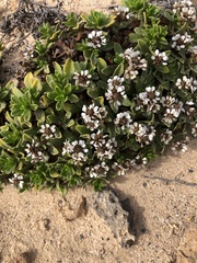 Ixodia achillaeoides