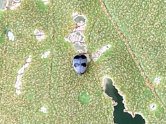 Orphinus pseudoovalis