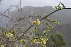Asparagus umbellatus