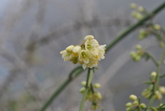 Asparagus umbellatus