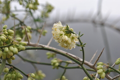 Asparagus umbellatus