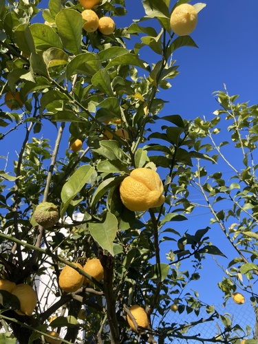 Citrus bergamia iNat (2)
