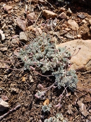 Eriogonum kennedyi austromontanum
