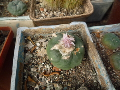 Lophophora diffusa