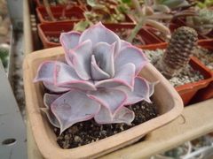 Echeveria lilacina