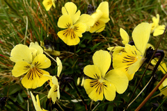 Viola lutea lutea