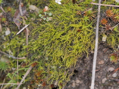 Archidium alternifolium