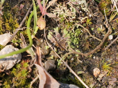 Riccia warnstorfii