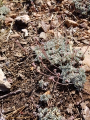 Eriogonum kennedyi austromontanum