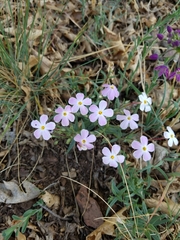 Phlox dolichantha