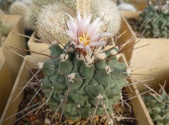 Thelocactus rinconensis