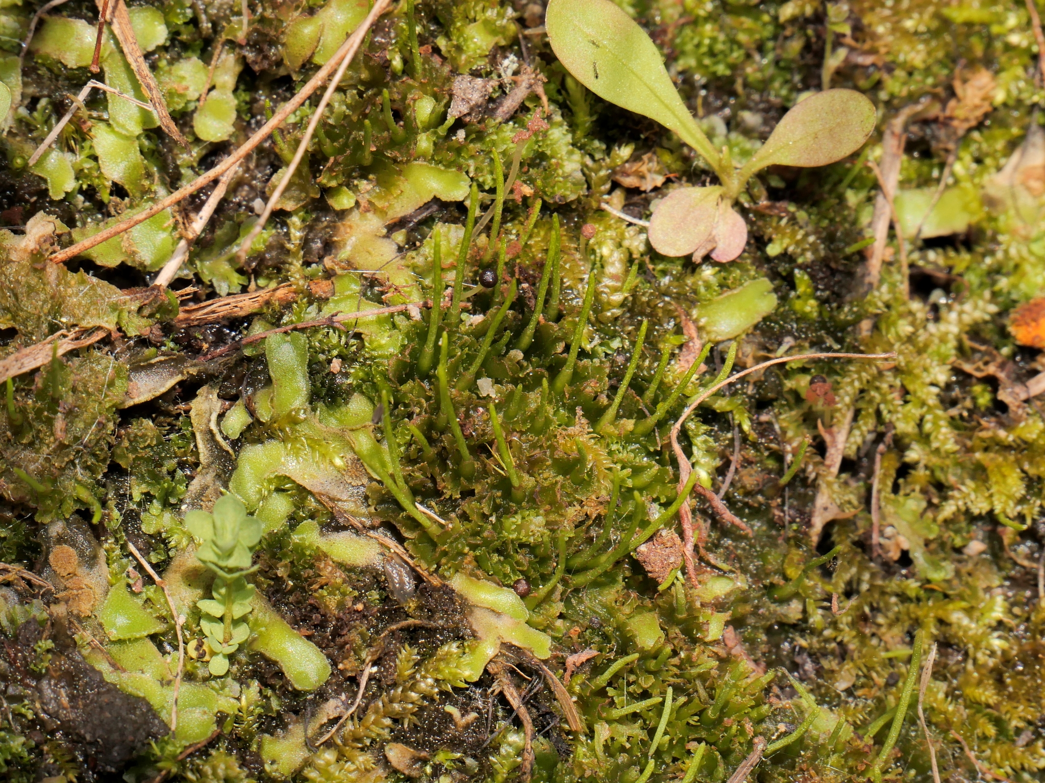 Anthoceros caucasicus