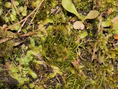 Anthoceros caucasicus