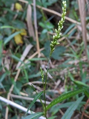 Persicaria subsessilis