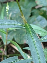 Persicaria subsessilis