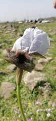 Iris hermona
