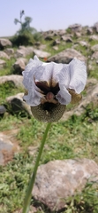 Iris hermona