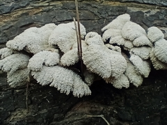 Fungi