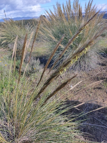Macrochloa