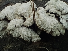 Fungi
