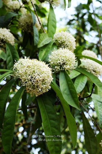 Ixora cephalophora