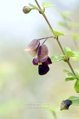 Tinnea aethiopica