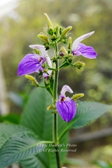 Brillantaisia owariensis