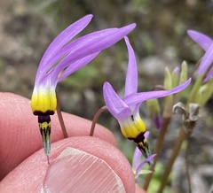 Primula clevelandii gracilis